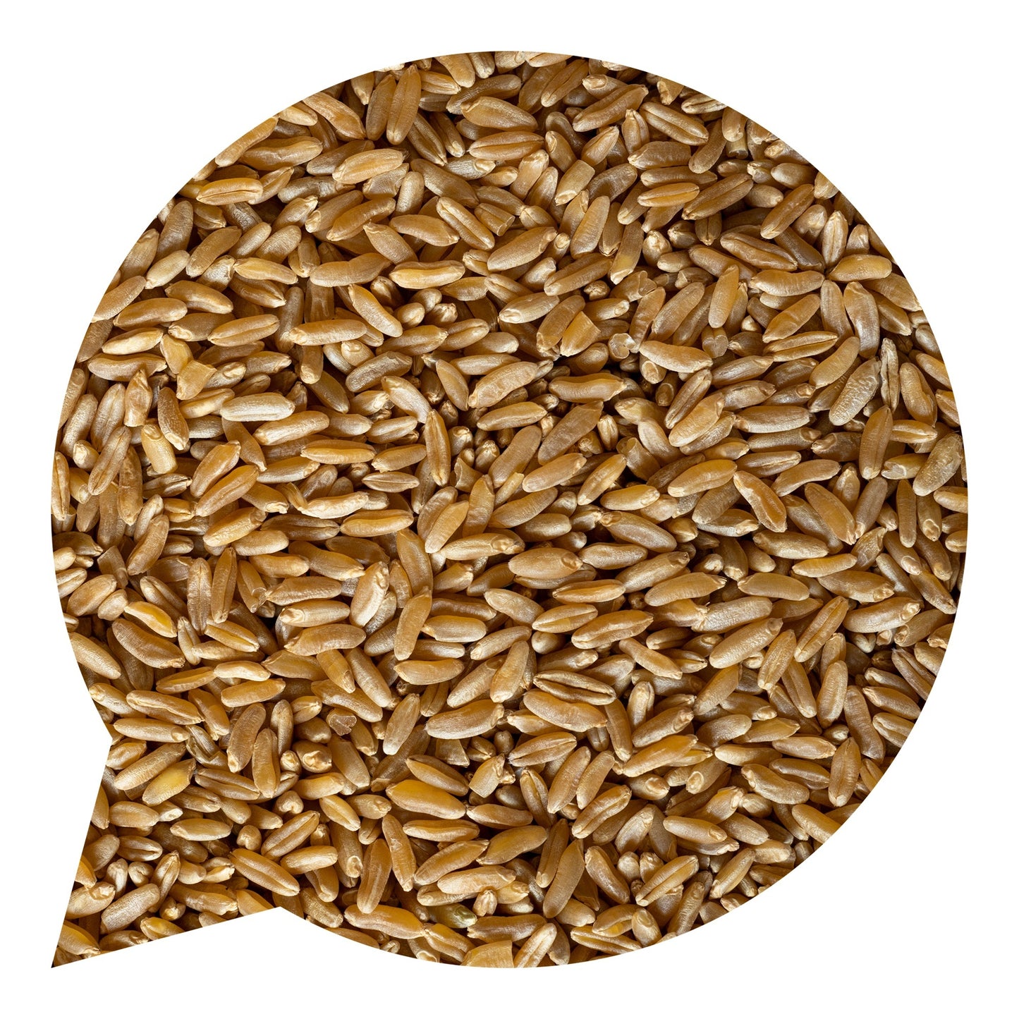 110013 Kamut ® BIO-2