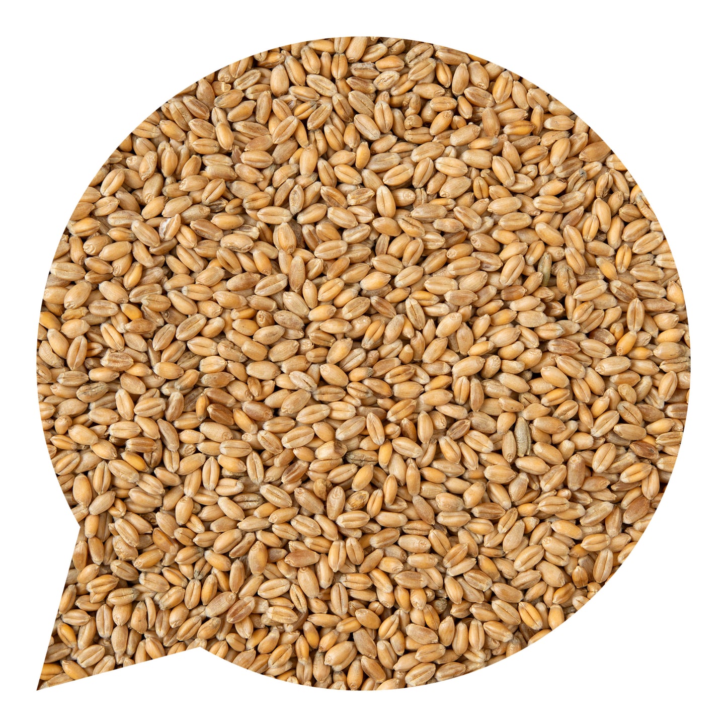 110025 Pšenice špalda BIO-2