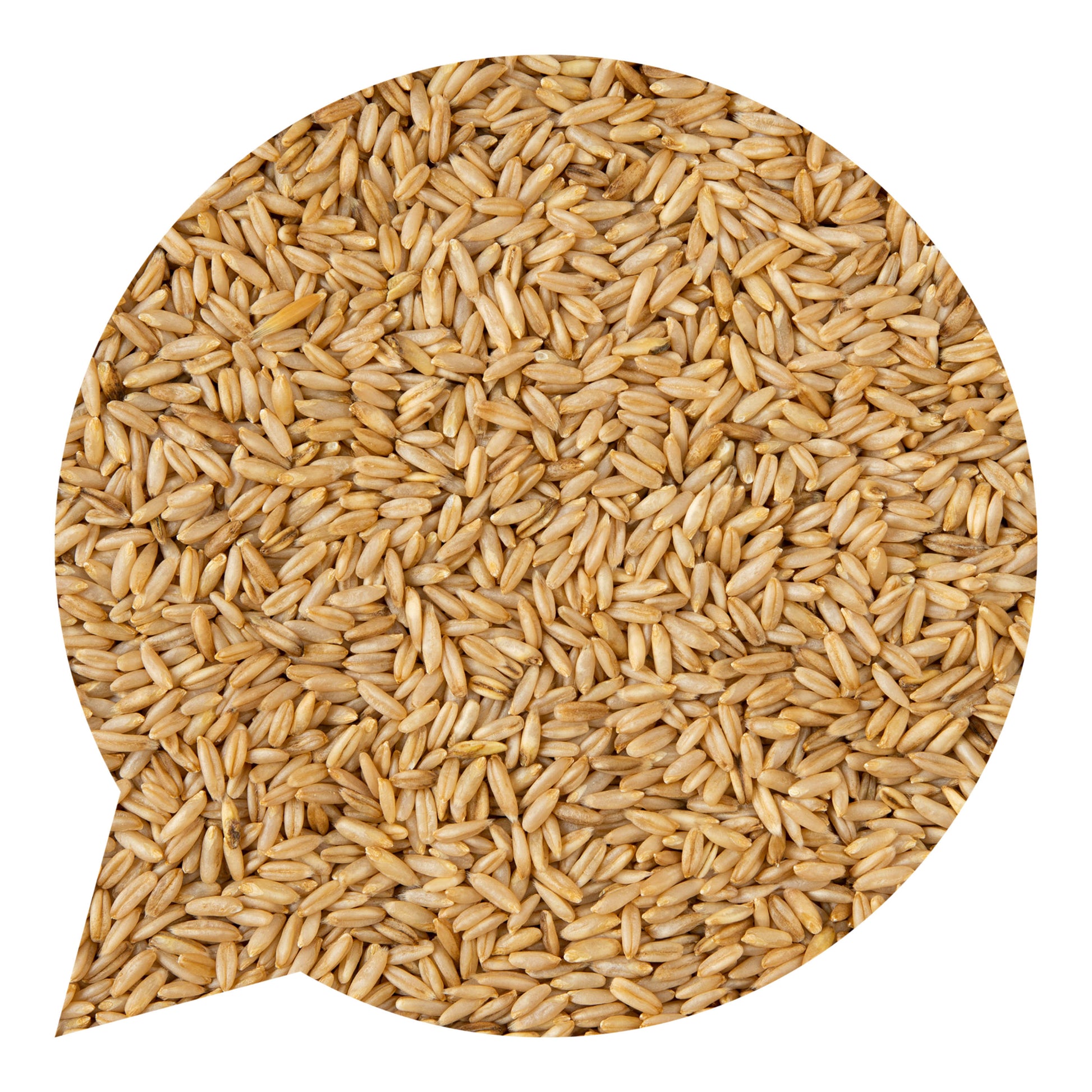 110028 Oves bezpluchý BIO-2